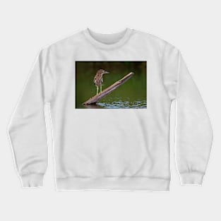 Juvenile Night Heron Crewneck Sweatshirt